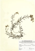 藏品(玉山抱莖籟蕭)的圖片